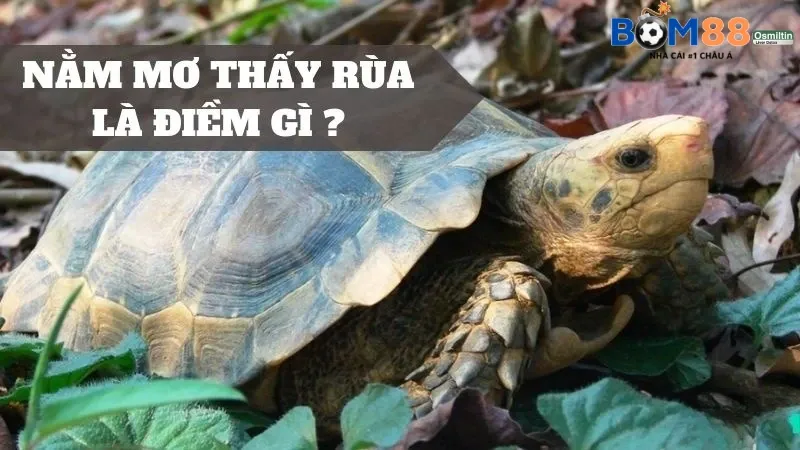 Mơ thấy rùa là điềm gì?